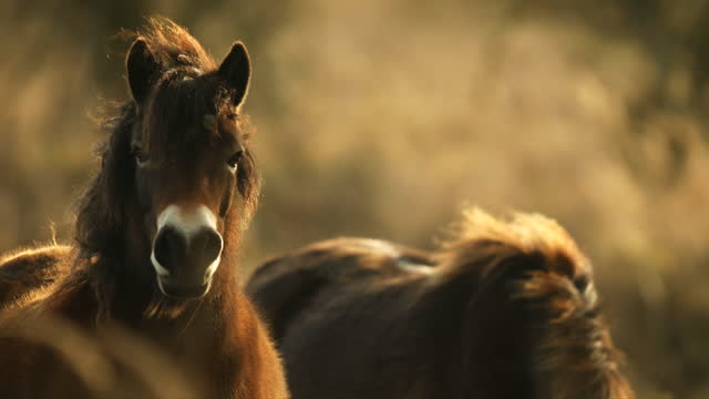 A exmoor pony horse standing in a pasture in its natural habitat, repatriation in Milovice, Czech republic