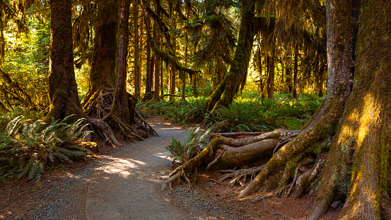 Hike along the Hall of Mosses Trail through the Hoh Rain Forest in Washington State's Olympic National Park