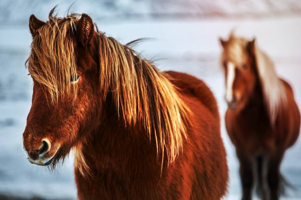 istock Beautiful Icelandic horses 1456749632