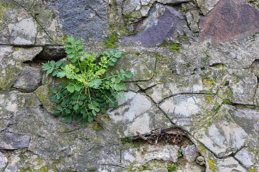 stone wall background. texture with mossy rocks