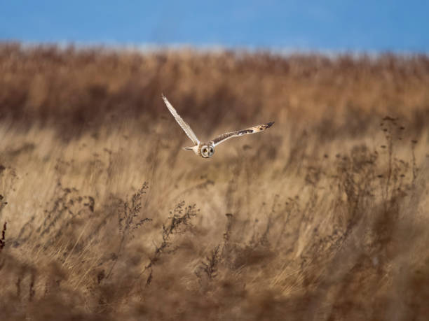 istock Short-eared owl, Asio flammeus 1456749974