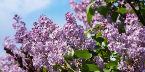istock purple lilac blossom in front of a sky 1456750037