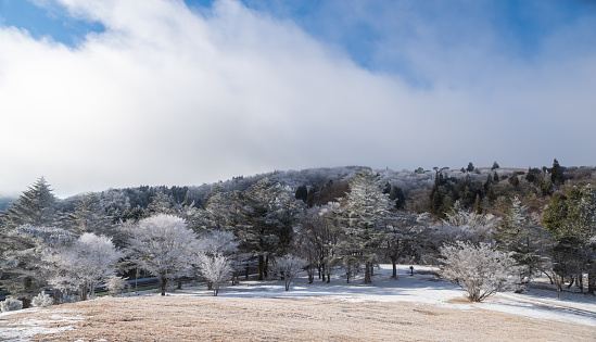 The frost-covered forest and the blue sky