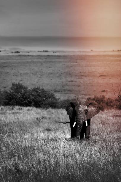 istock African Elephant in the wild 1456751113