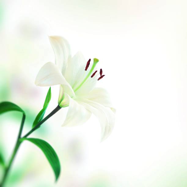 istock Beautiful lily flower 1456753639