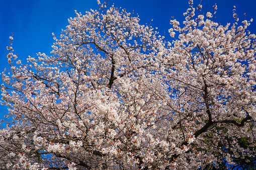 Giant cherry tree in full bloom at Kinuta Park in Setagaya, Tokyo on a sunny day in April 2022