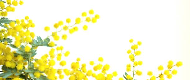 istock mimosa flowers on white background. 1456754964