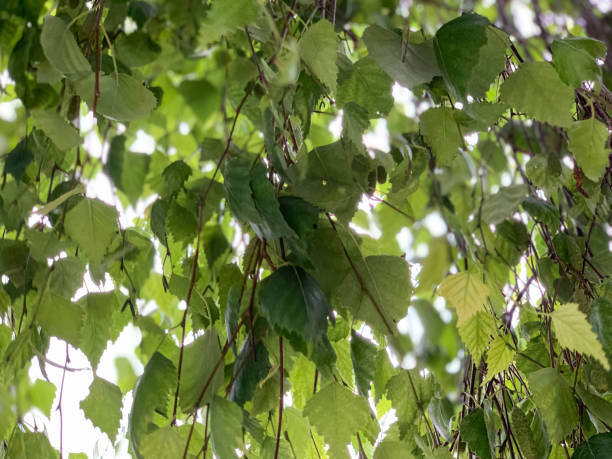 istock Birch leaves close-up, background 1456755141