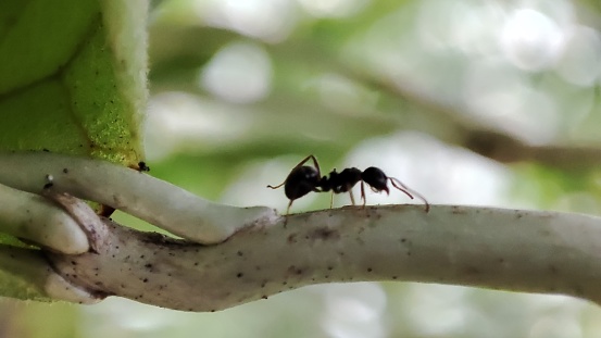 black ant animal that is walking on a leaf stem