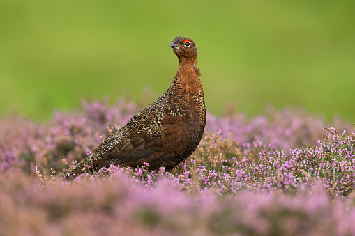 Red Grouse in Summer. Scientific name: Lagopus Lagopus Scotica.  Red Grouse male in blooming, pink heather with head turned to the left.  Clean, green background with copy space.  Close up.  Horizontal