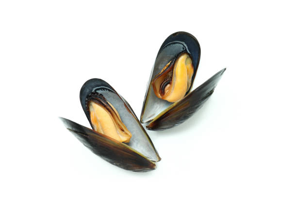 istock Fresh mussels seafood isolated on white background 1456756962
