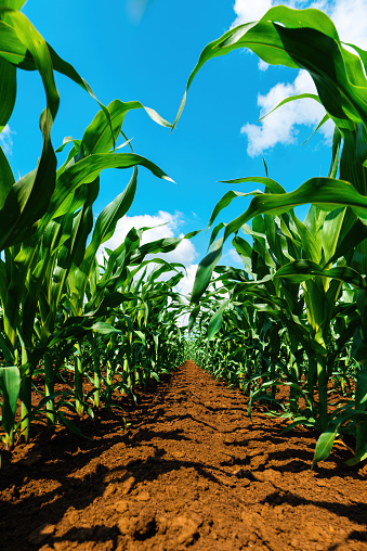 Small corn plants grow in a field. Crops of corn plants. Corn seedlings. Agricultural field with plants.