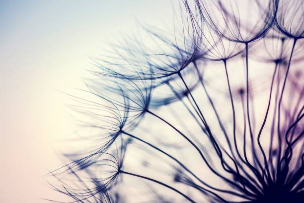 istock Beautiful dandelion flower 1456759280