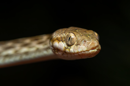 Cat-eyed Snake, Madagascarophis colubrinus is a species of snake of the family Pseudoxyrhophiidae, nocturnal snake, Isalo, Madagascar wildlife animal