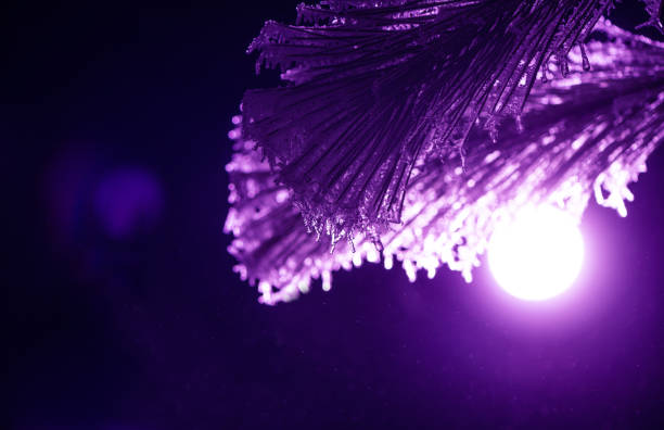 frozen needles of fir tree in colorful light