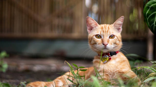 istock Starring Marble Cat at Garden 1456759720