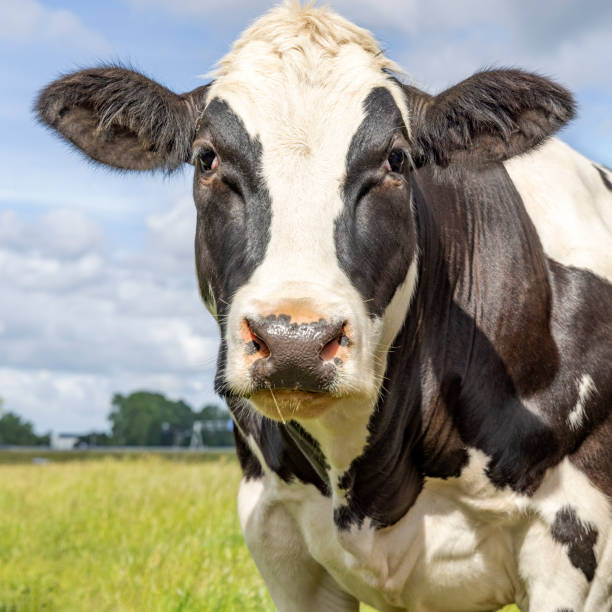 istock Beef cow muscular black and white, soft looking at camera, pink nose, front view and a blue sky 1456759765