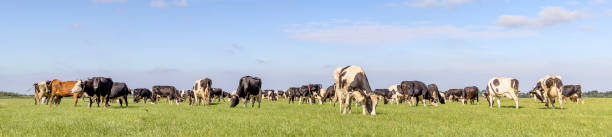 牧草地で放牧し、平らな土地のオランダの風景に静かに日当たりの良い群れの牛と青い空と地平線 - horizon over land landscapes farm animals nature ストックフォトと画像
