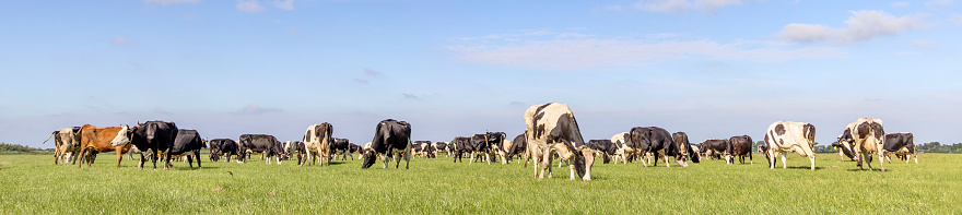 Cows grazing in the pasture, quietly and sunny in Dutch landscape of flat land with a blue sky and horizon over land