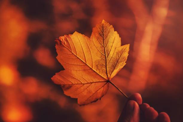 istock Autumn season concept 1456759946