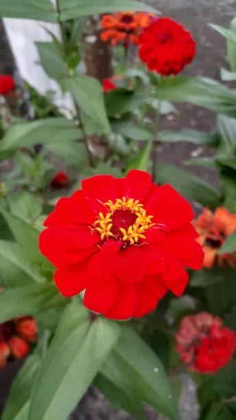 istock Beautiful red flower potrait 1456761963