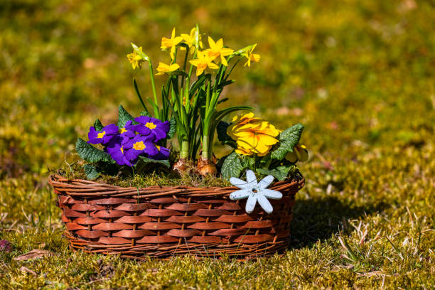 prímulas y narcisos dispuestos amorosamente en canasta de flores de rafia, separadas en el jardín - hanging flower basket isolated fotografías e imágenes de stock