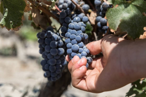 The Camargue, bathed in sunshine, bordered by long fine sandy beaches, is home to this vineyard lulled by the blue waters of the Mediterranean. The vines grow in the sand.
