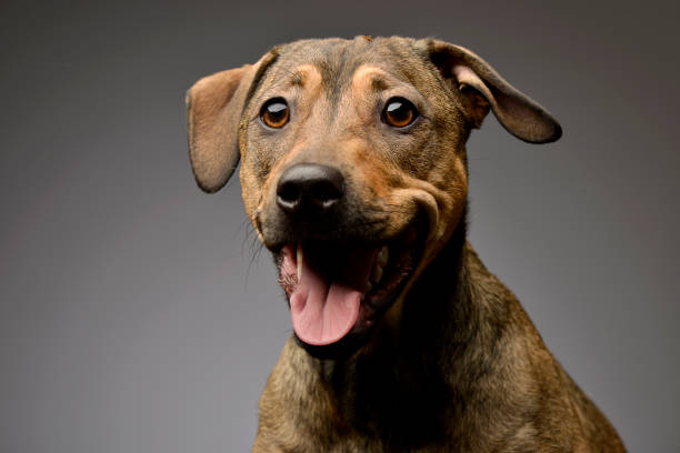 istock Mixed breed sweet brown dog looking down in a  grey background 1456763699
