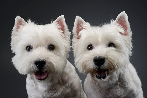 2 cute west Highland terrier smiling in a studio