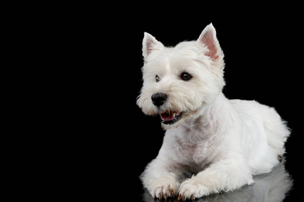 istock cute west Highland terrier smiling  in a dark studio 1456763789