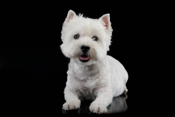 istock cute west Highland terrier smiling  in a dark studio 1456763791