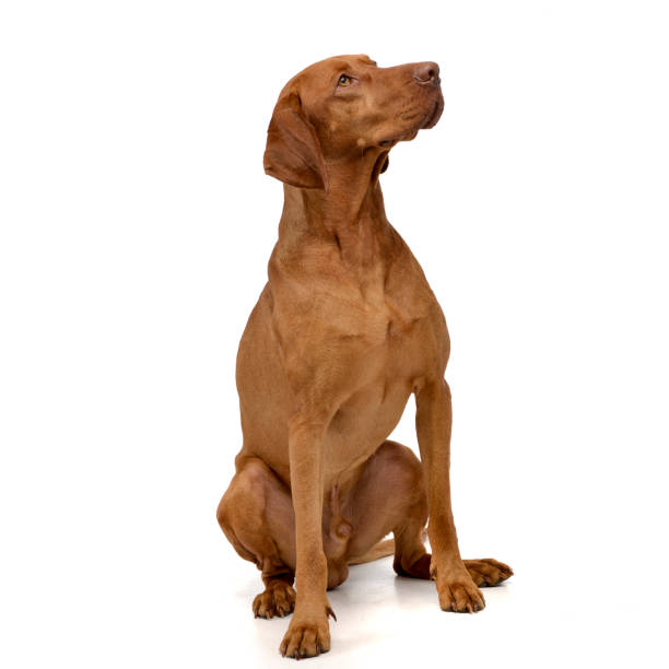 istock Magyar Vizsla in a white background studio 1456763814