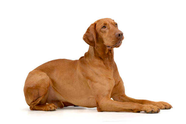 istock Magyar Vizsla in a white background studio 1456763858