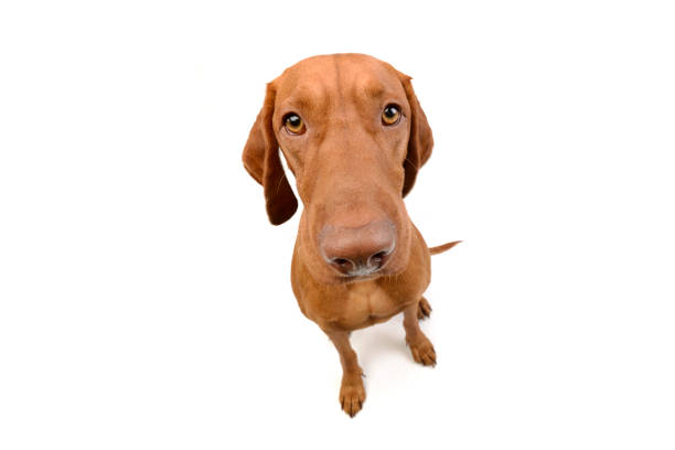 istock Magyar Vizsla in a white background studio 1456763879