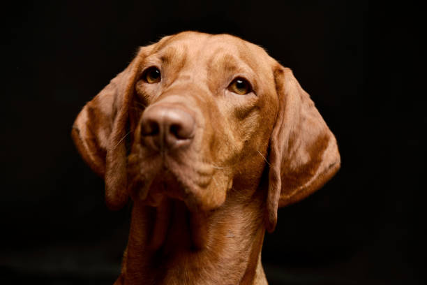 istock Magyar Vizsla in dark background photo studio 1456763903