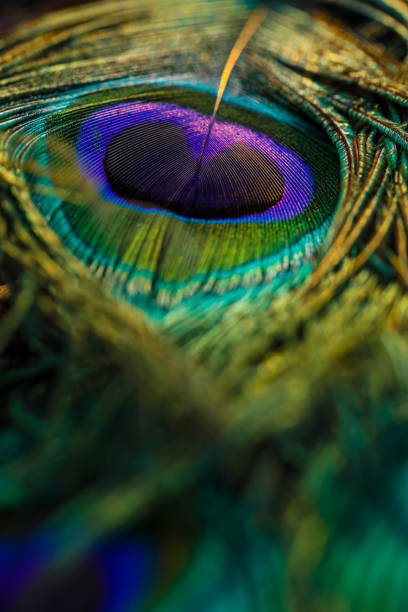 istock Peacock feather. Closeup of peafowl feather. Feather. 1456763947