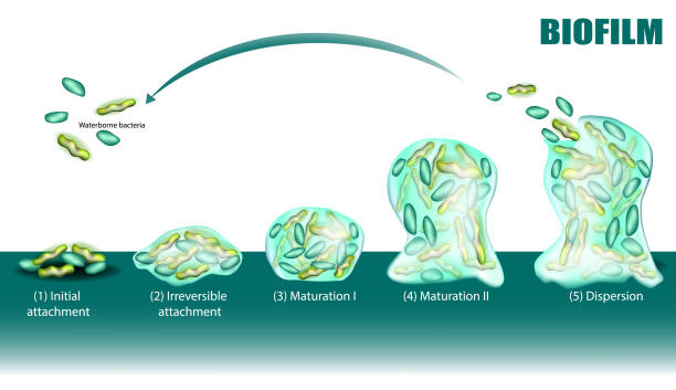 prozess der biofilmbildung fünf stufen mit entwicklungs- und ausbreitungsdiagramm. adhäsion von wässrigen bakterien auf der oberfläche. - adhesion stock-grafiken, -clipart, -cartoons und -symbole