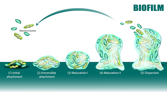 Process of Biofilm formation five stages with development and dispersion diagram. Initial and Irreversible attachment, Maturation and Dispersion. Adhesion of waterborne bacteria on surface.