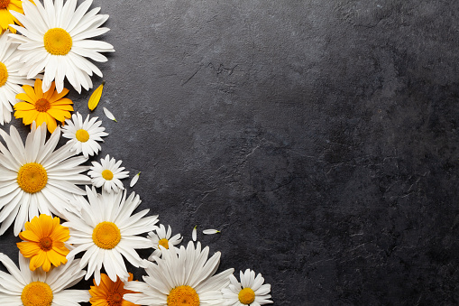 Chamomile garden flowers on stone background. Top view flat lay with copy space