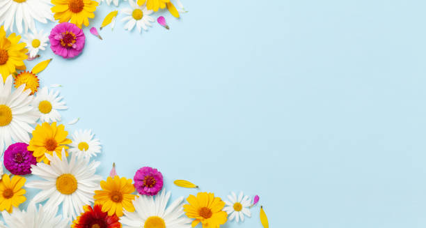 istock Chamomile garden flowers on blue background 1456767064