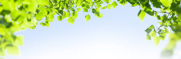 istock Tree branch with leaves in front of blue sunny sky 1456767107