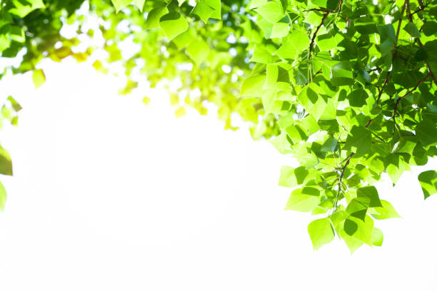 istock Tree branch with leaves on white background with sunlight 1456767137