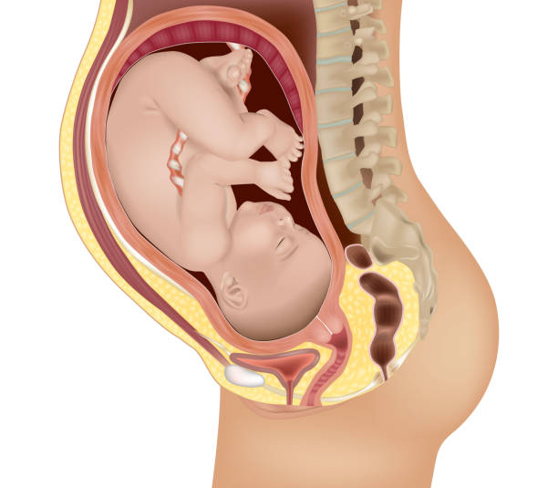 Detailed medical illustration of a baby in the womb. Fetus in Utero. Anatomy of pregnancy and birth. Detailed medical illustration of a baby in the womb. Fetus in Utero. Pregnancy and birth. Canal stock illustrations