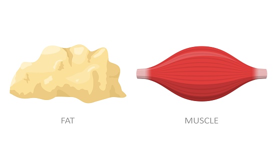 Fat tissue and muscle isolated on white background. Concept of diet, weight loss. Anatomy vector illustration.