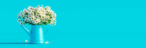 Beautiful chamomile flowers in blue watering can on turquoise blue background. Fresh white flowers. Spring concept background