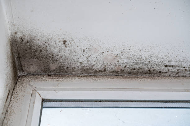 istock Slope near the window fungus moisture 1456769471