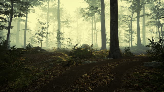 Panoramic view of the majestic evergreen forest in a morning fog