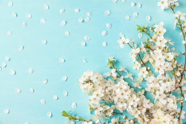istock Spring flowers on pastel blue background. White cherry blossoming branches with petals. Flat lay 1456770599