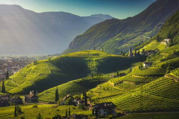 vista de viñedos en santa maddalena, bolzano. alto adigio tirol del sur, italia. - gewurztraminer fotografías e imágenes de stock