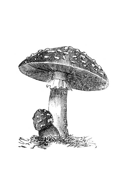 illustrazioni stock, clip art, cartoni animati e icone di tendenza di amanita muscaria, comunemente nota come agaric di mosca o amanita di mosca - fungus mushroom autumn fly agaric mushroom